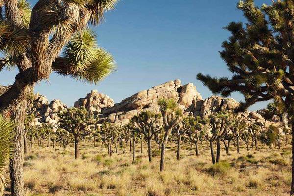 Joshua Tree National Park - California - Amerika - Doets Reizen