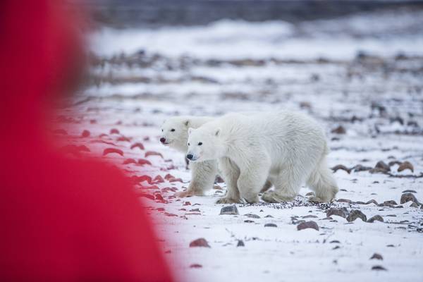 IJsbeer Churchill - Manitoba - Canada - Doets Reizen