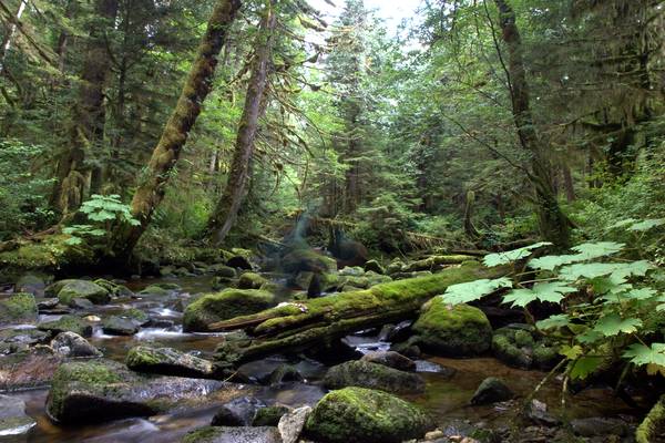 Spirit Bear Lodge - Great Bear Rainforest - British Columbia - Canada - Doets Reizen
