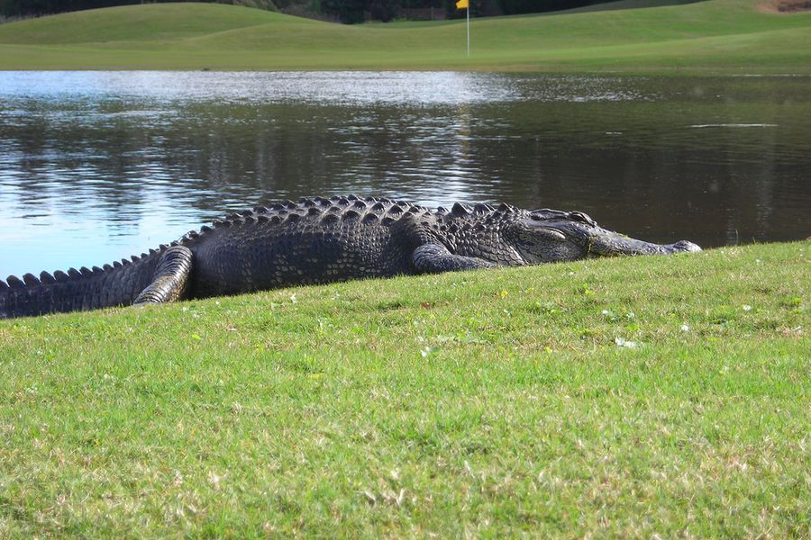 Golf - Golfen Florida - Amerika - Doets Reizen