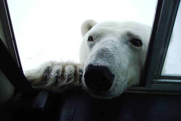 IJsbeer Churchill - Manitoba - Canada - Doets Reizen