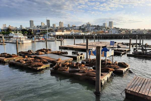 Zeeleeuwen Pier 39 - San Francisco - Californië - Vakantie West Amerika - Doets Reizen (4)