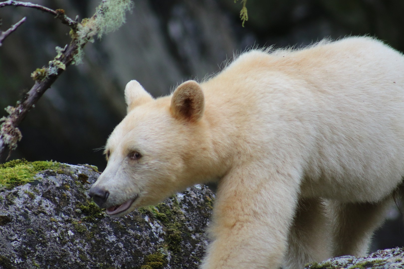 Spirit Bear - Great Bear Rainforest - British Columbia - Canada - Doets Reizen