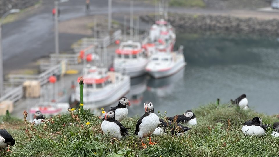 Borgarfjarðarhöfn - IJsland Rondreis - Doets Reizen