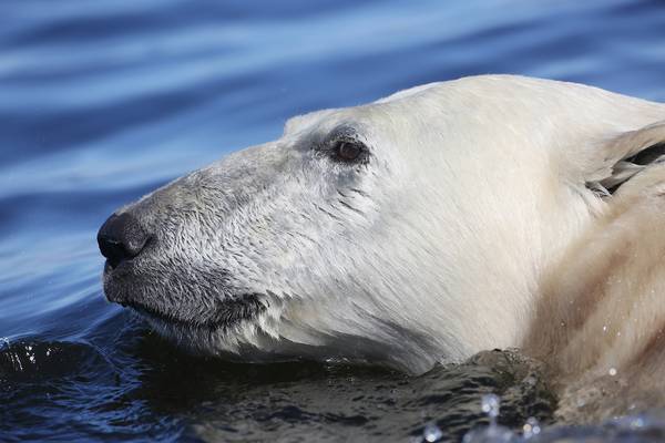 IJsbeer Churchill - Manitoba - Canada - Doets Reizen