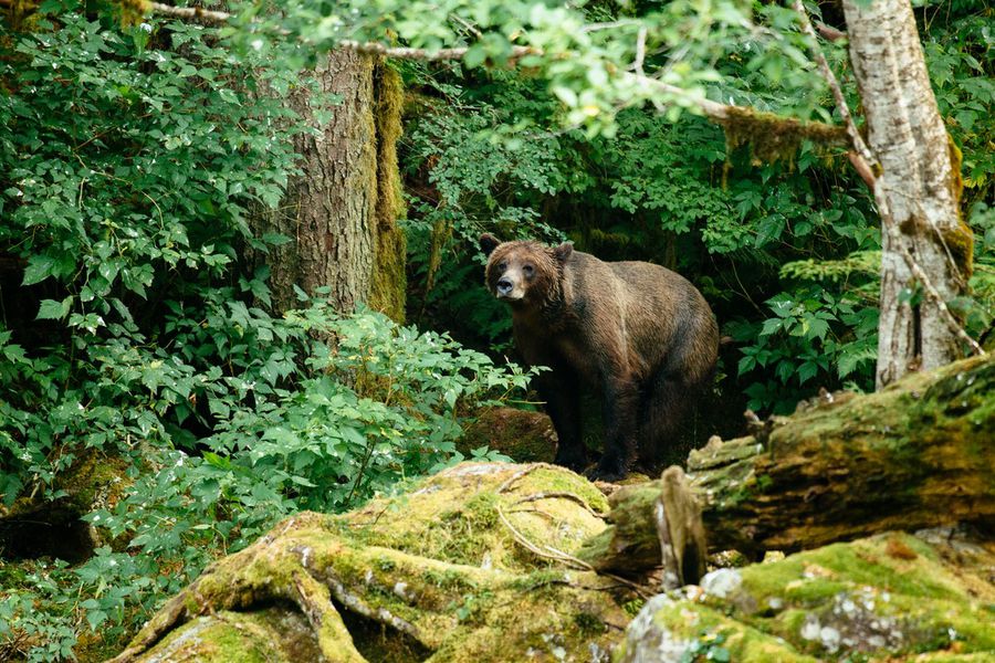 Nimmo Bay Wilderness Resort - Safari Canada - Vakantie Canada - Doets Reizen