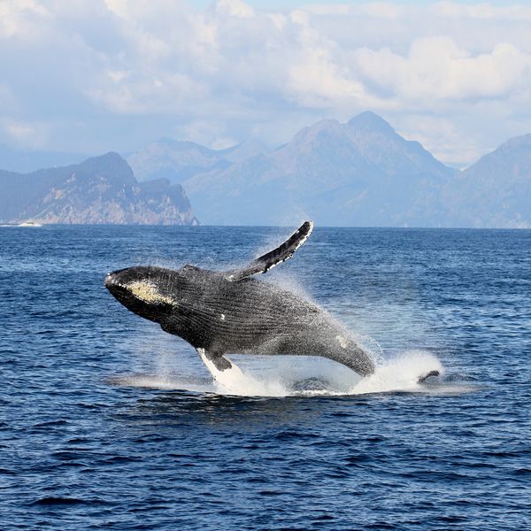 Wildlife - British Columbia - Canada - Doets Reizen