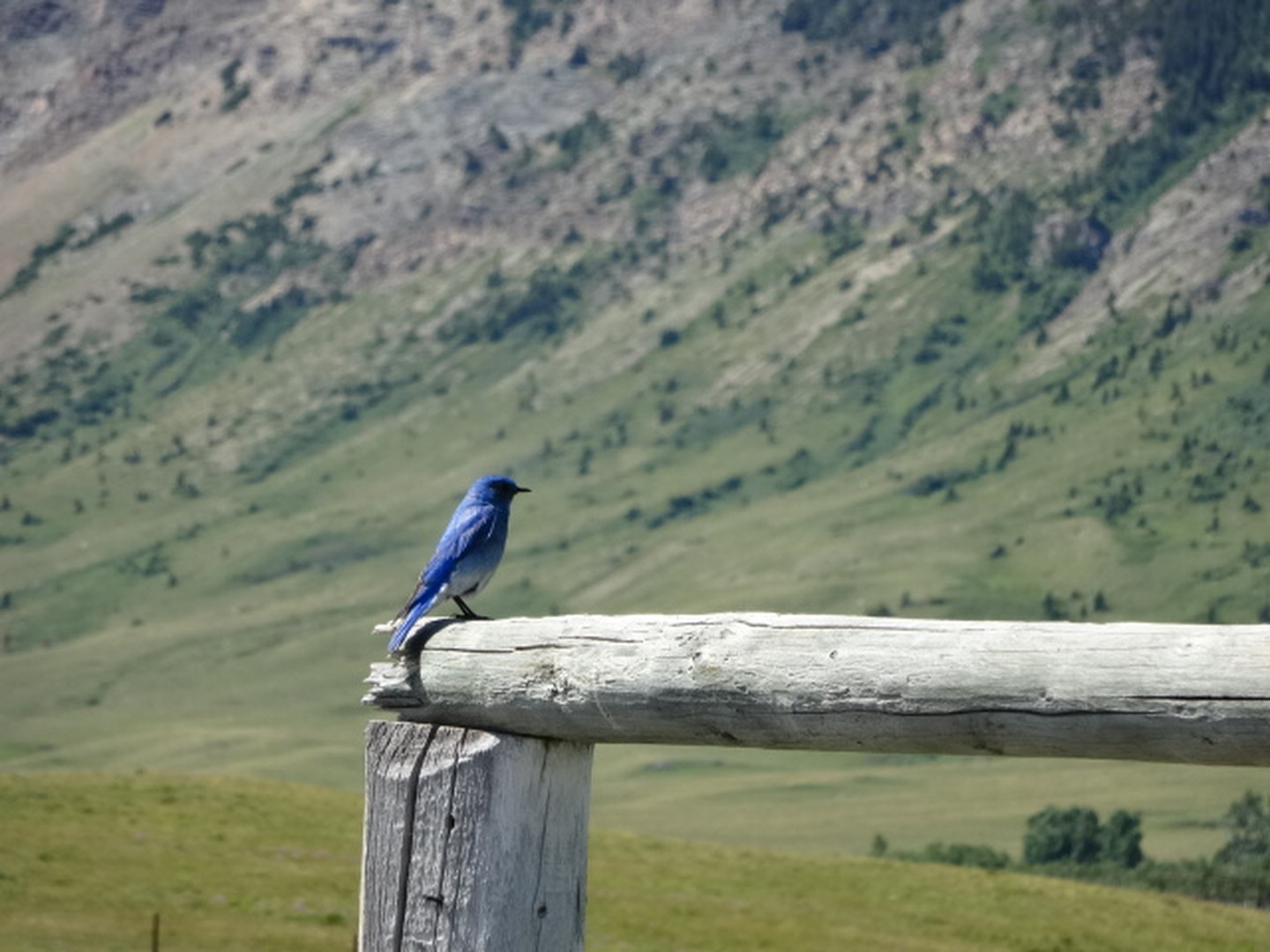 Waterton Lakes National Park - Alberta - Canada - Doets Reizen