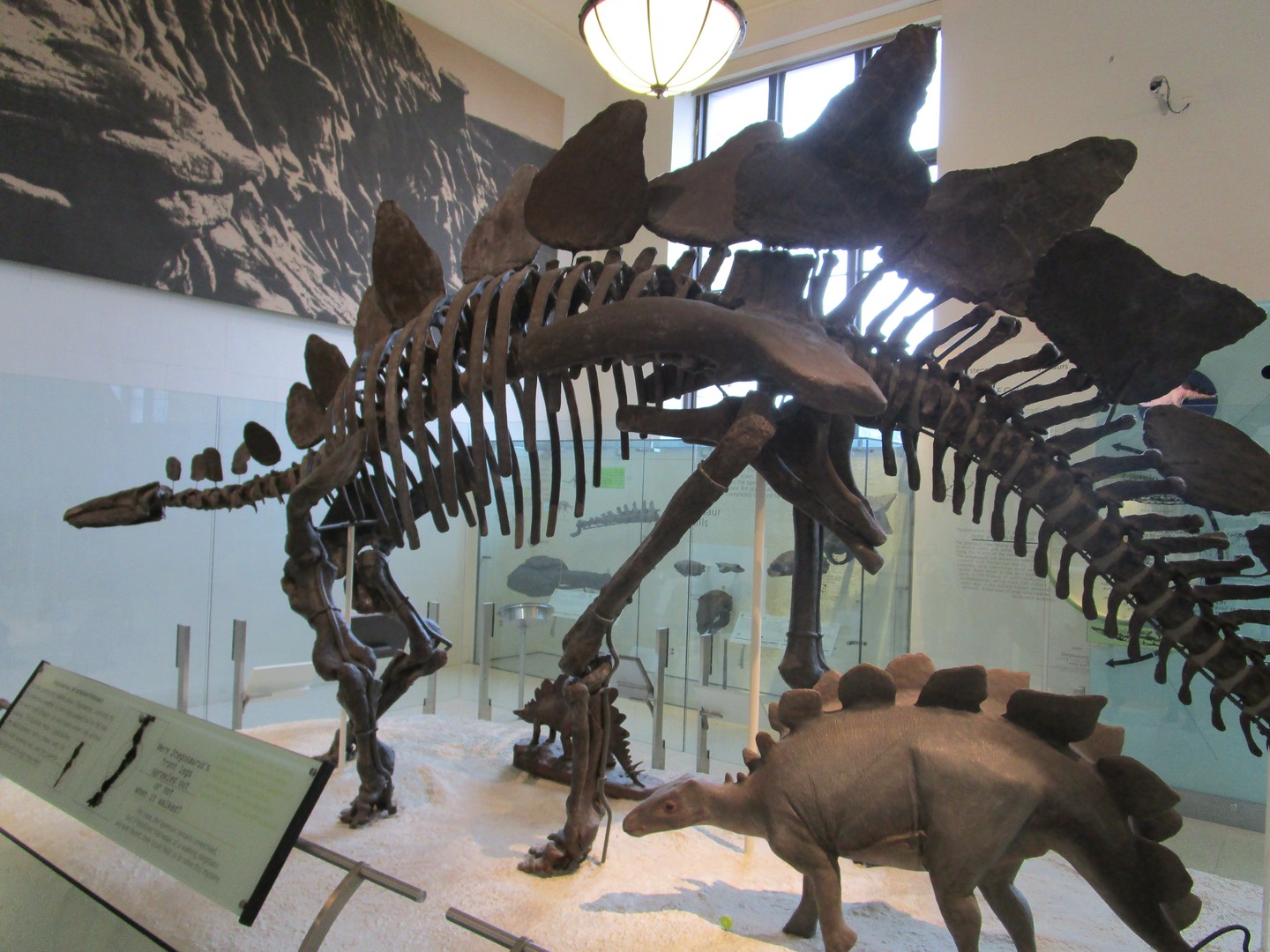 American Museum of National History - New York - Doets Reizen