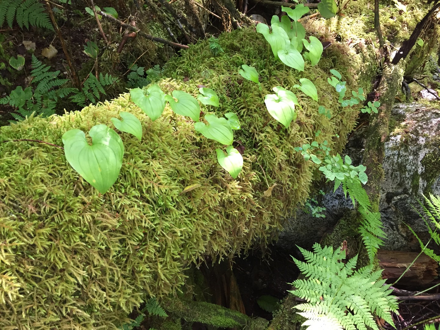 Spirit Bear Lodge - Great Bear Rainforest - British Columbia - Canada - Doets Reizen
