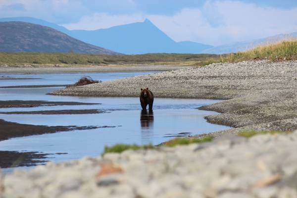 Bear & Wildlife Viewing - Homer - Alaska - Doets Reizen