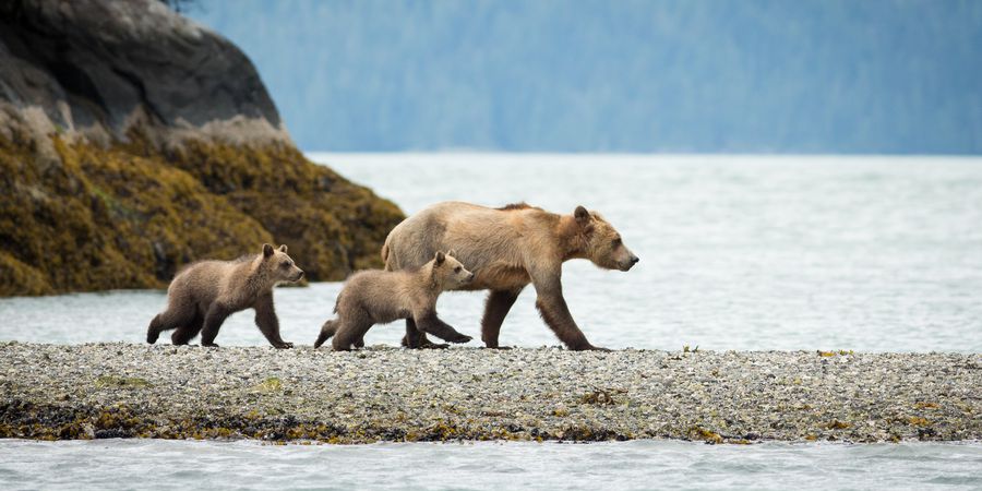 Knight Inlet Lodge - British Columbia - Canada - Doets Reizen