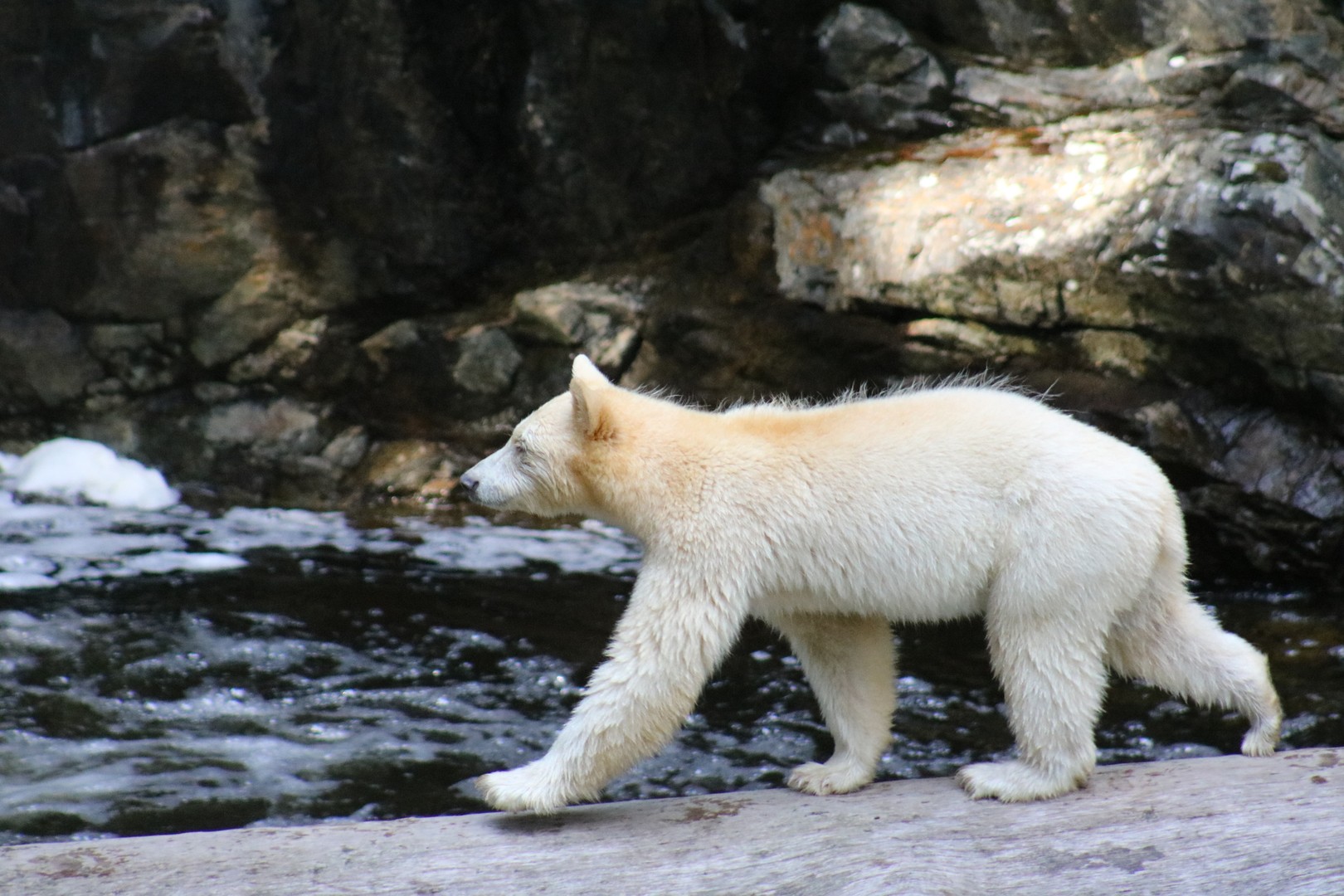 Spirit Bear Lodge - Great Bear Rainforest - British Columbia - Canada - Doets Reizen