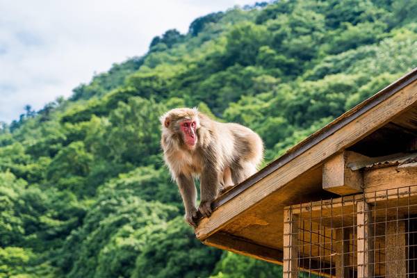 Iwatayama Monkey Park - Arashiyama - Kyoto - Japan - Doets Reizen - credits Michelle Raponi
