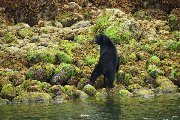 Wildlife Pacific Rim National Park - Vancouver Island - British Columbia - Canada - Doets Reizen