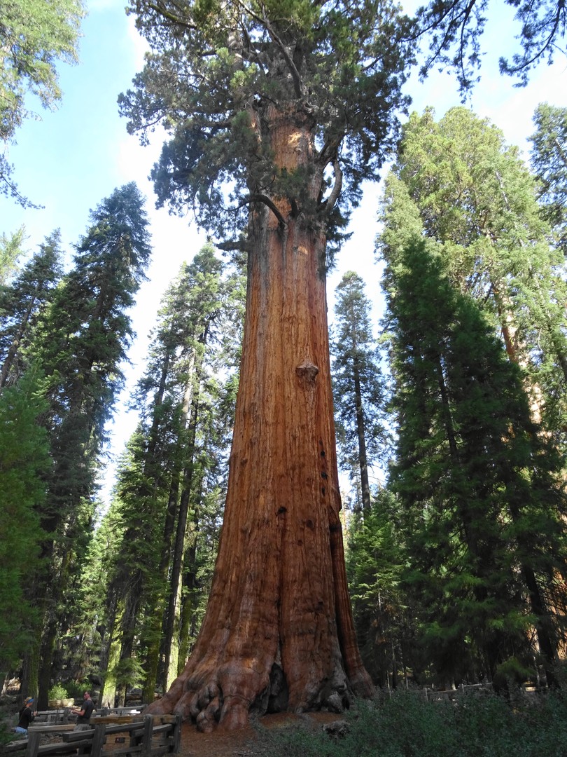 Sequoia National Park - California - Amerika - Doets Reizen