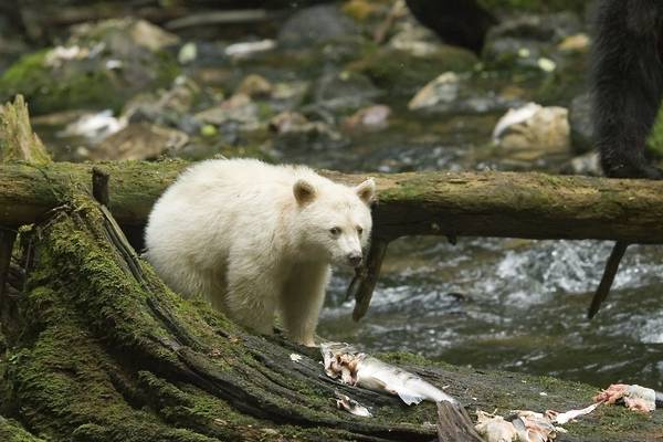 Spirit Bear - Great Bear Rainforest - British Columbia - Canada - Doets Reizen