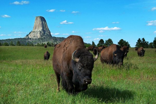 Devils Tower National Monument - Wyoming - Doets Reizen