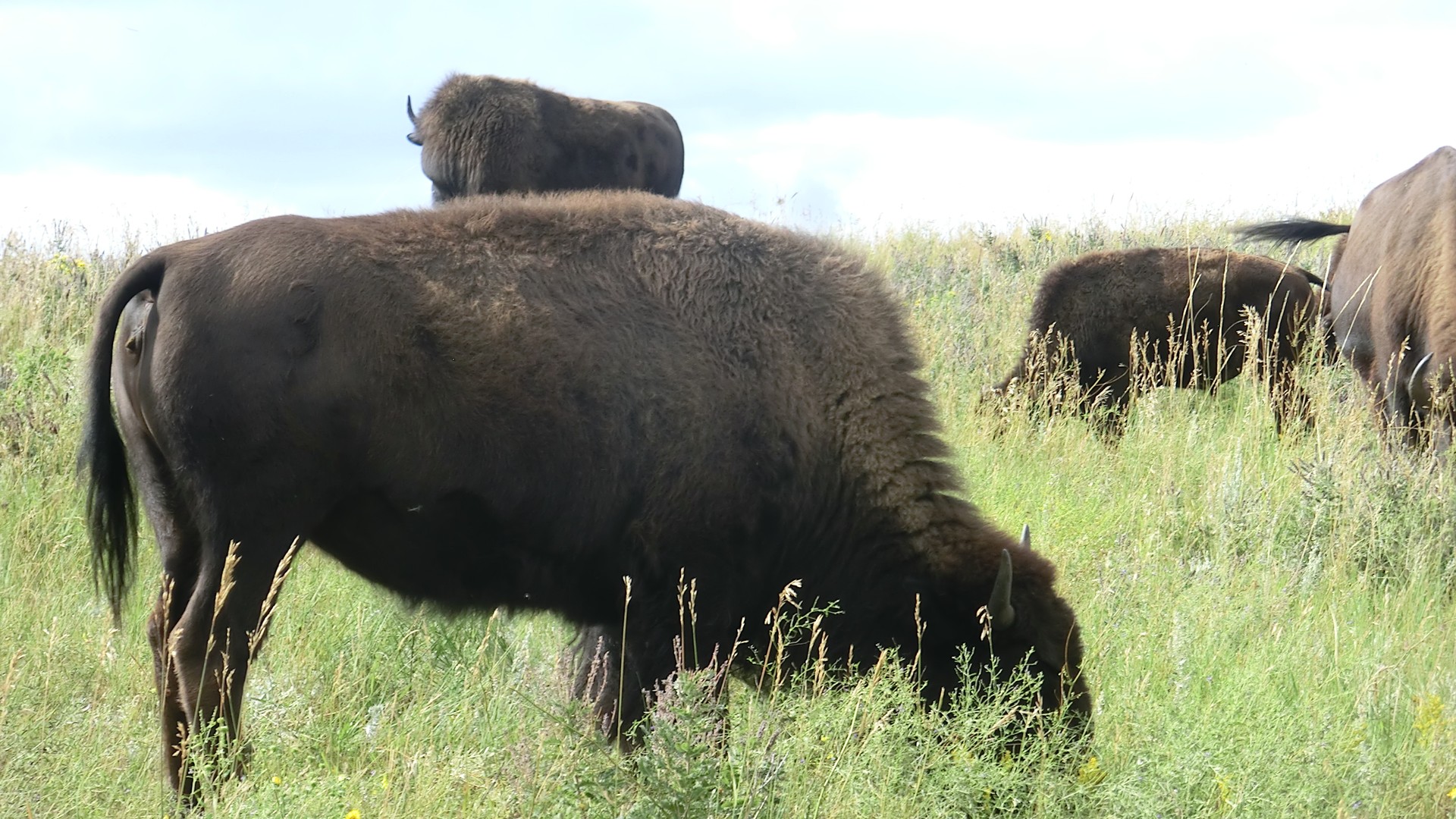Custer State Park - South Dakota - Amerika - Doets Reizen