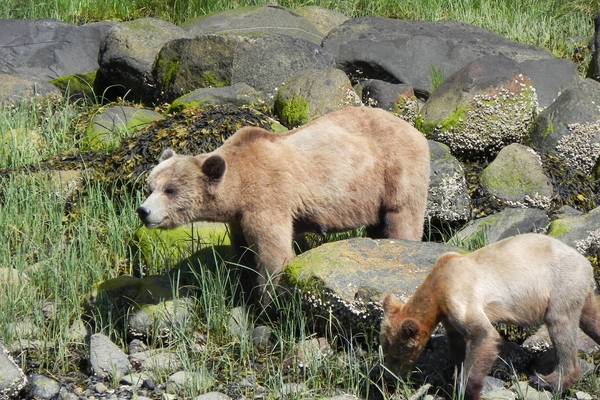 Tide Rip Tours - Telegraph Cove - Vancouver Island - British Columbia - Canada - Doets Reizen