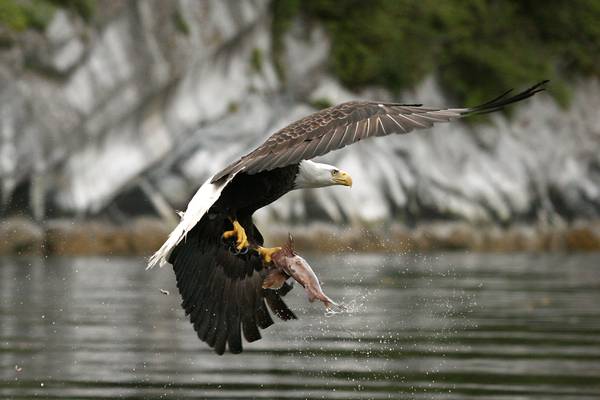 Spirit Bear Lodge - Great Bear Rainforest - Canada - Doets Reizen
