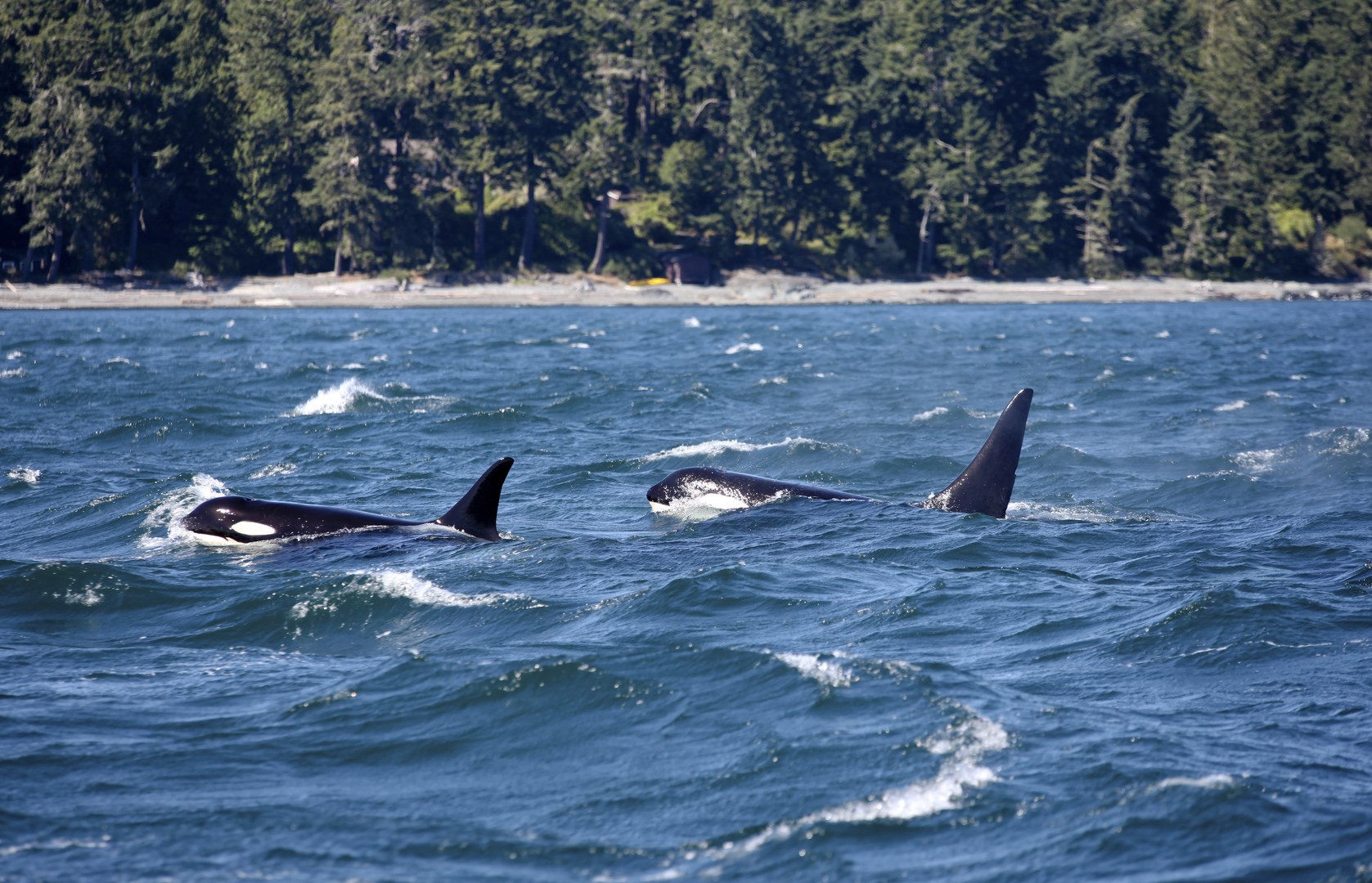 Sonora Resort - British Columbia - Canada - Doets Reizen