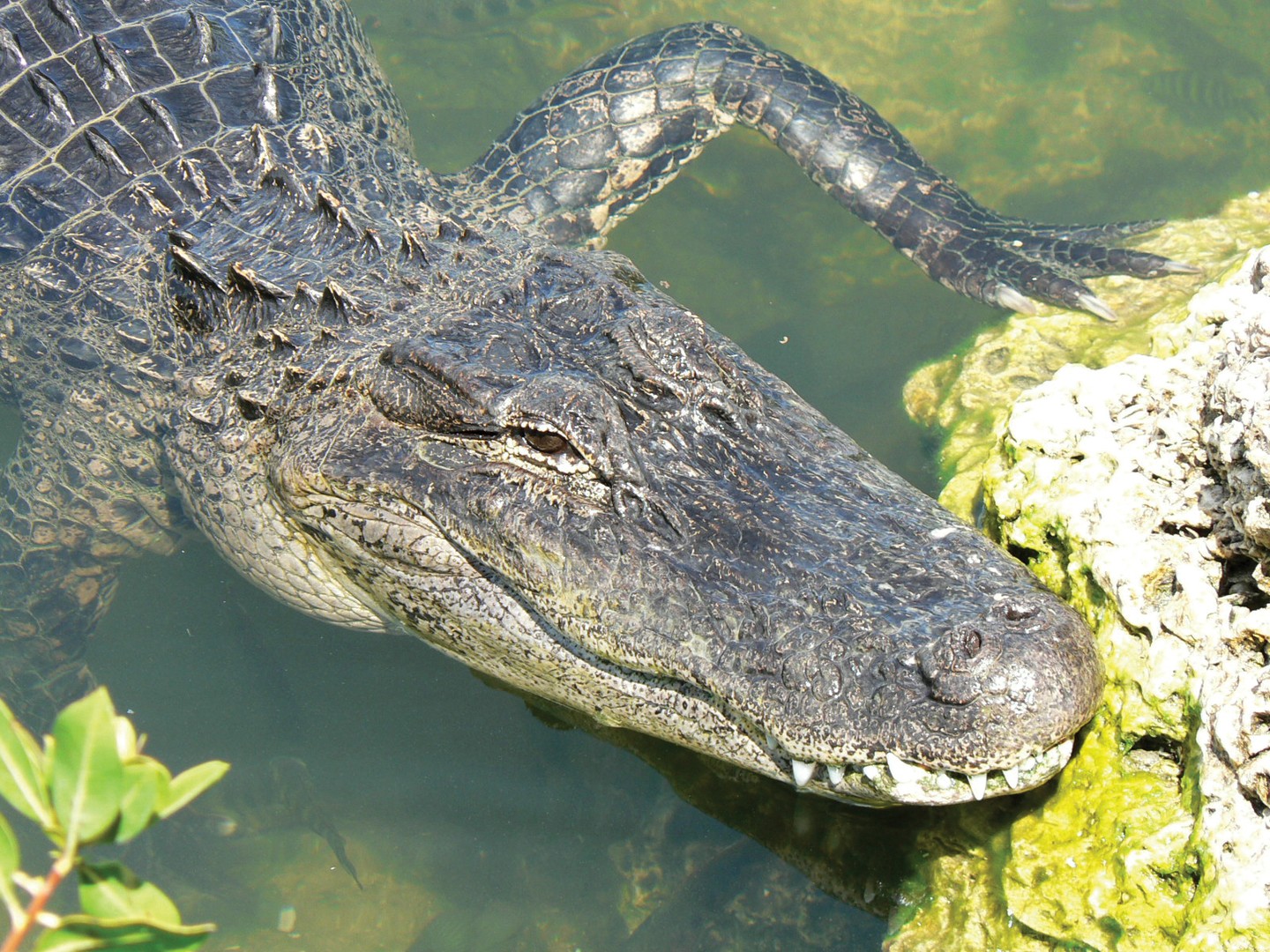 Airboat Tour - Everglades National Park - Florida - Doets Reizen
