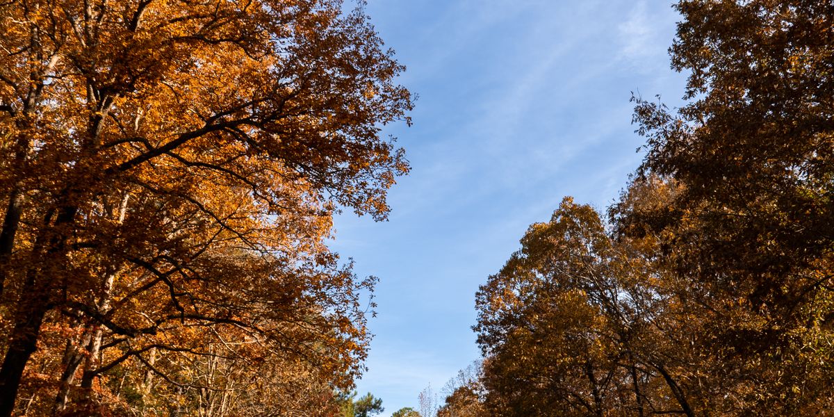 Fall Foliage on the Natchez Trace Parkway - Tupelo - Mississippi - Amerika - Doets Reizen