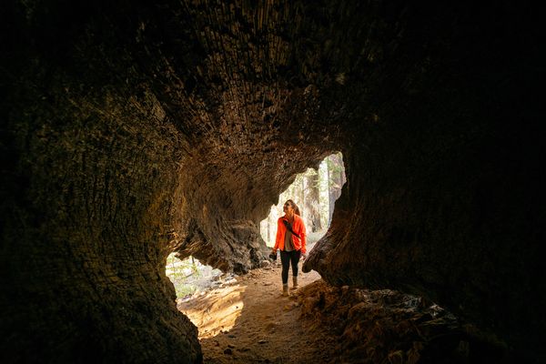 Tuolumne Grove in Yosemite National Park - Doets Reizen