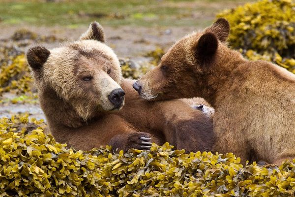 Tide Rip Tours - Telegraph Cove - Vancouver Island - British Columbia - Canada - Doets Reizen