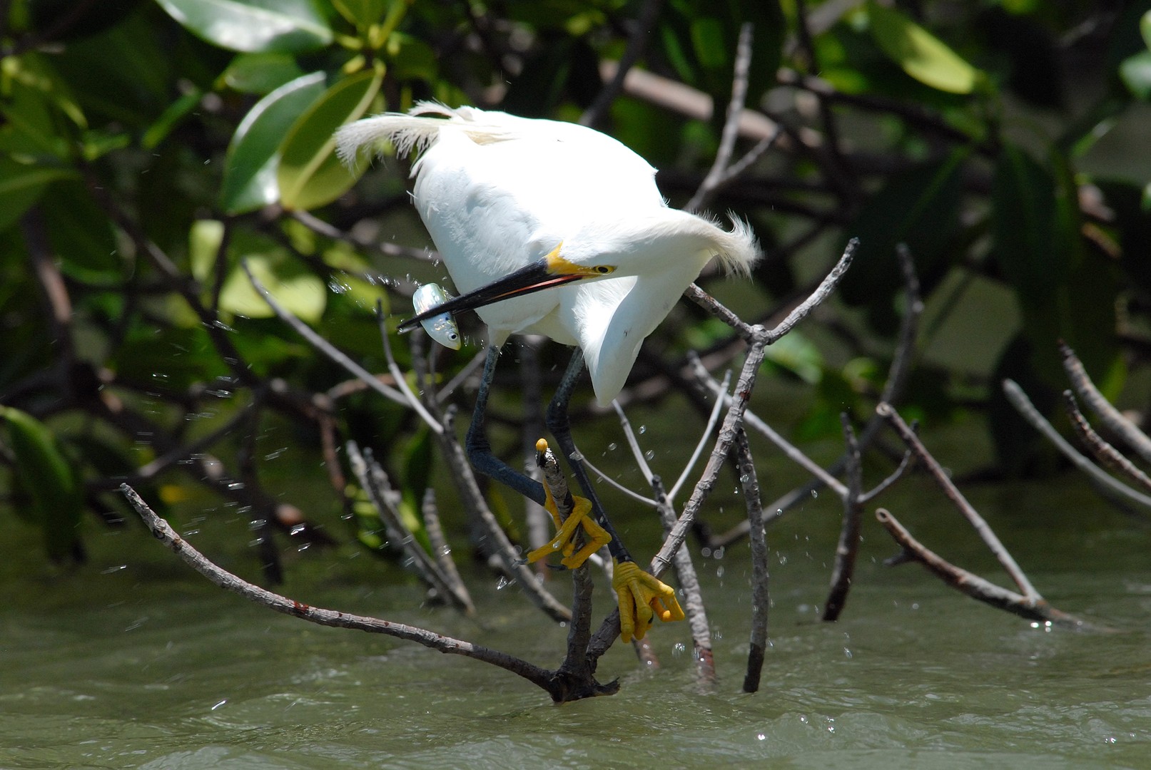 Birding and Wildlife Tour - Everglades National Park - Florida - Doets Reizen