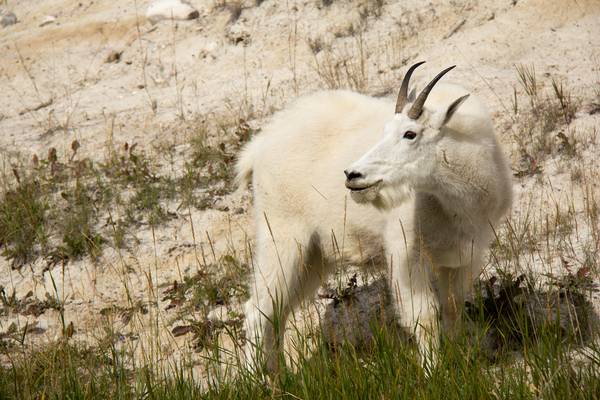 Jasper National Park Wildlife - Alberta - Canada - Doets Reizen