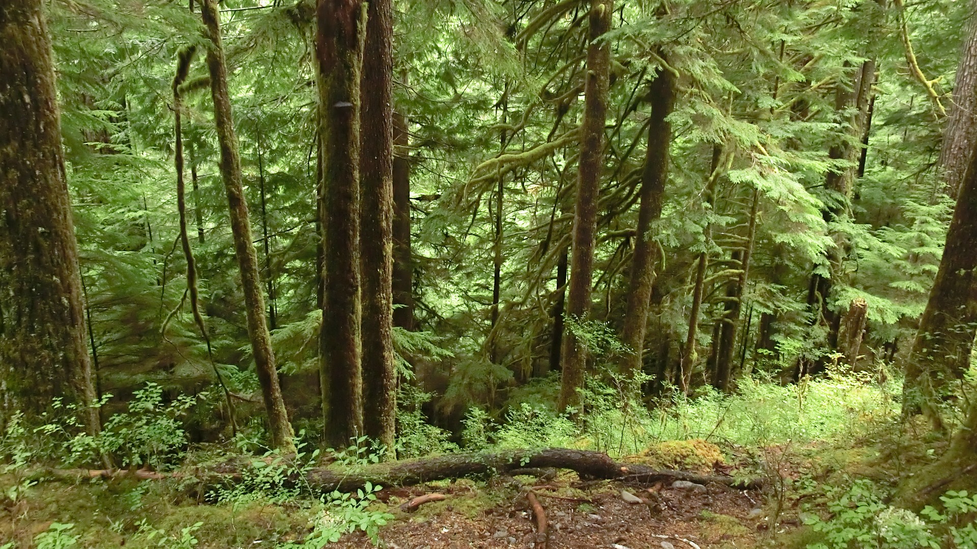 Olympic National Park - Washington State - Doets Reizen