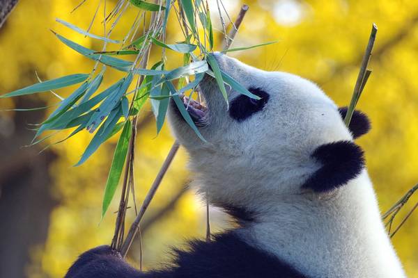 Panda - Beijing - China - Doets Reizen - credits Pixabay