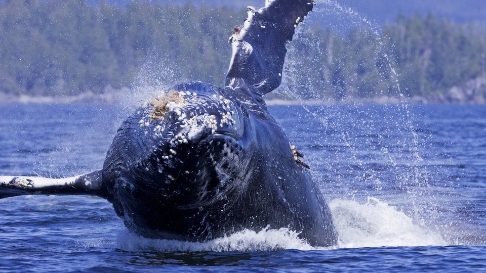 Whale Watching Tofino - Canada - Doets Reizen