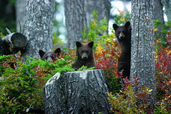 Wildlife Whistler - British Columbia - Canada - Doets Reizen