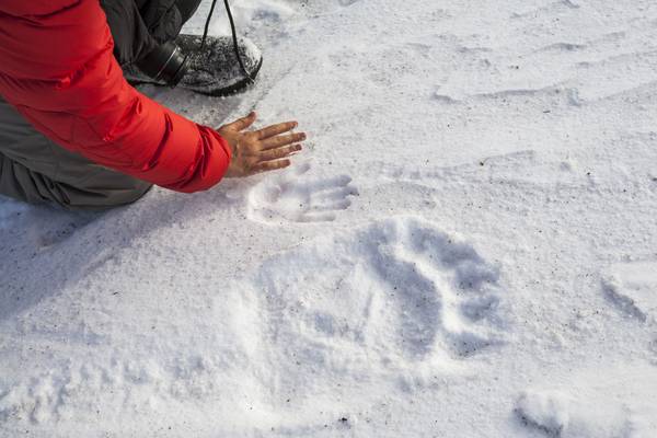 IJsbeer Churchill - Manitoba - Canada - Doets Reizen