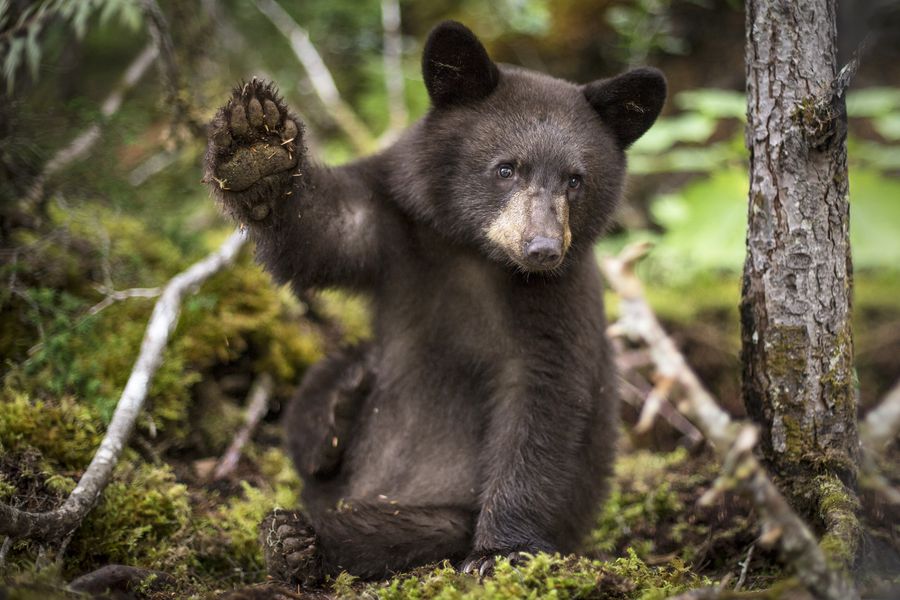 Blue River - Mud Lake - British Columbia - Canada - Doets Reizen