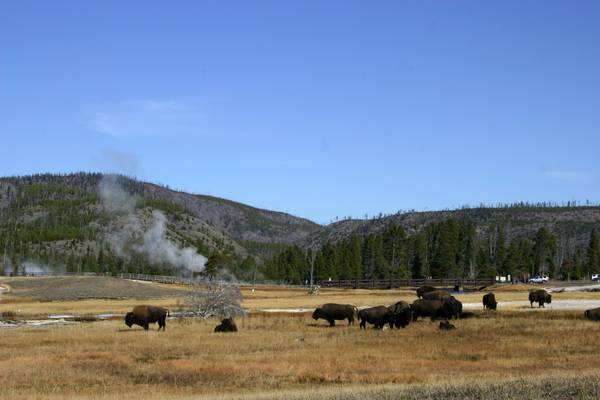 Bizons - Yellowstone National Park - Wyoming - Doets Reizen