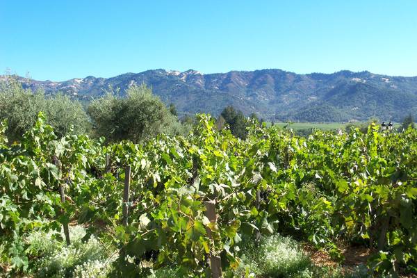 Napa Valley - California - Amerika - Doets Reizen