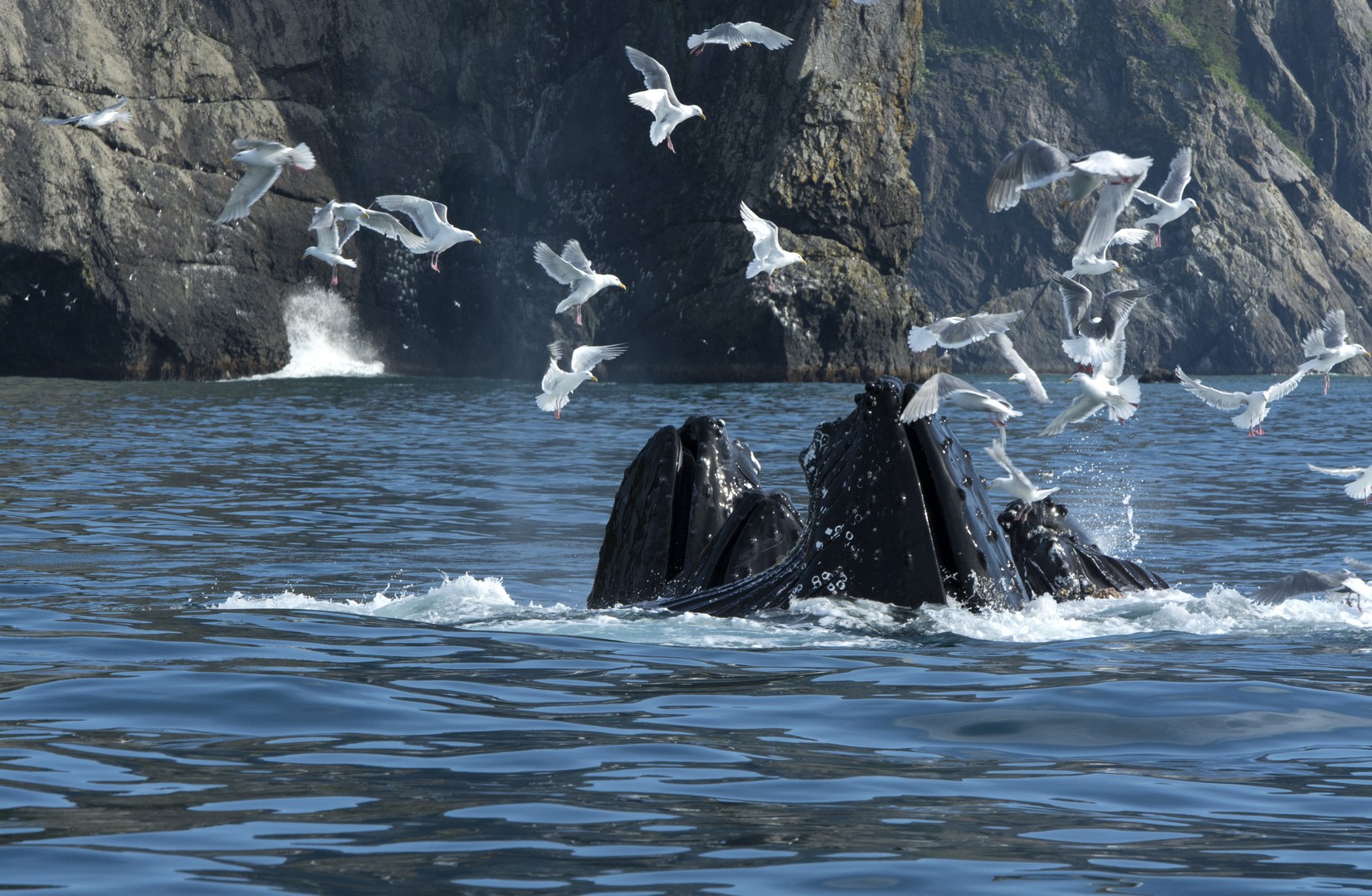 Kenai Fjords National Park - Alaska - Doets Reizen