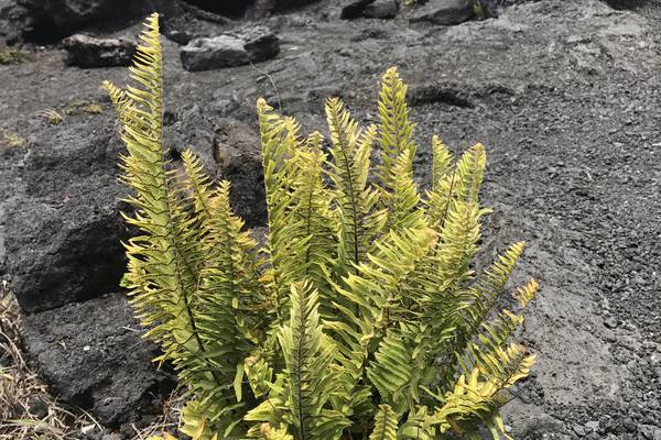 Fietsen Big Island - Hawaii - Doets Reizen