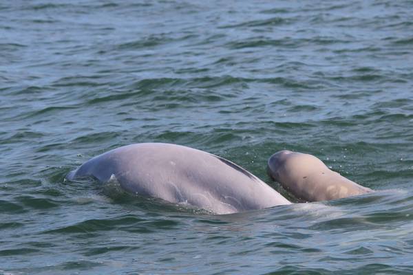 Beluga Churchill - Manitoba - Canada - Doets Reizen
