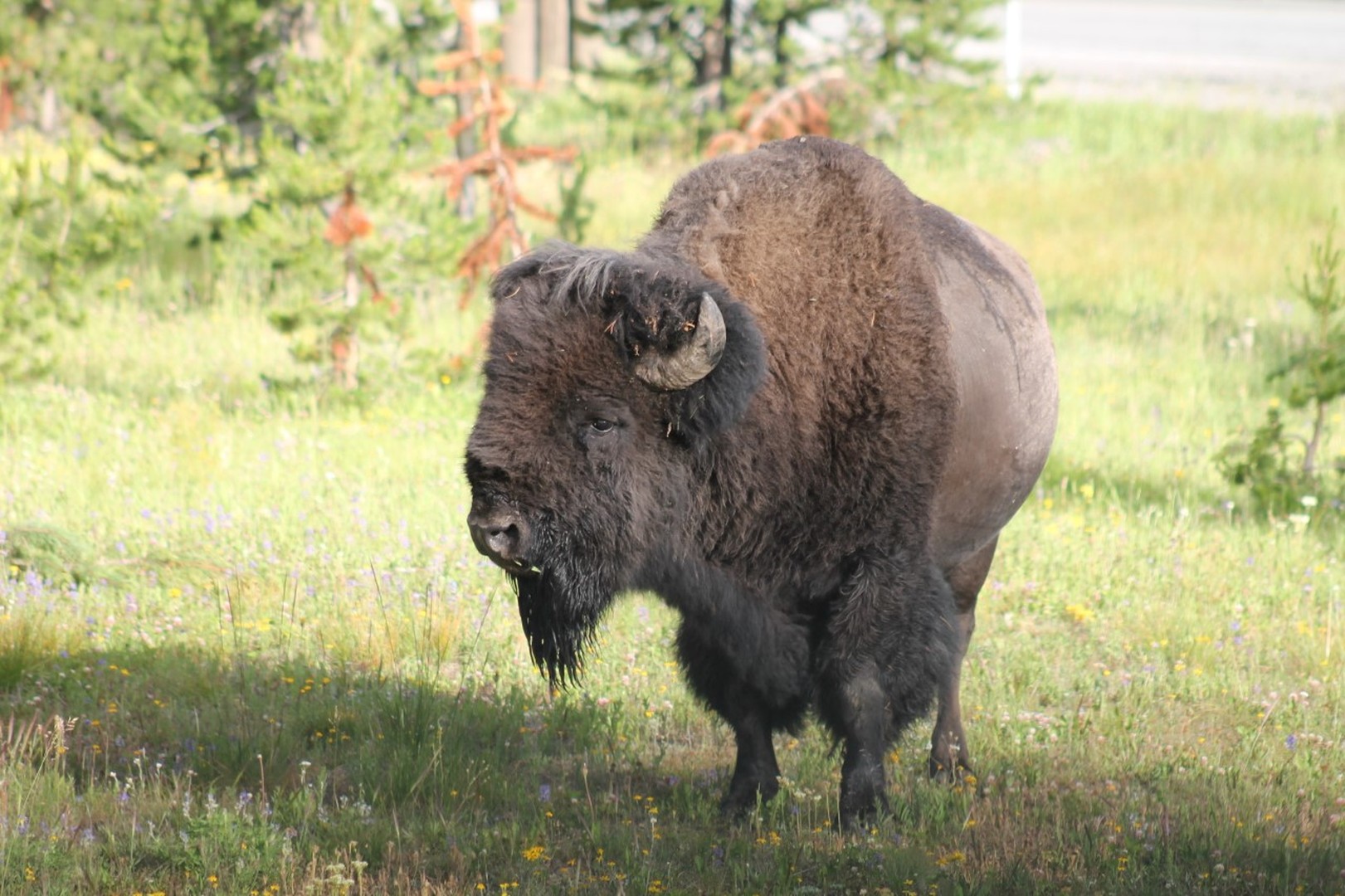 Wildlife Safari - Grand Teton National Park - Wyoming - Doets Reizen