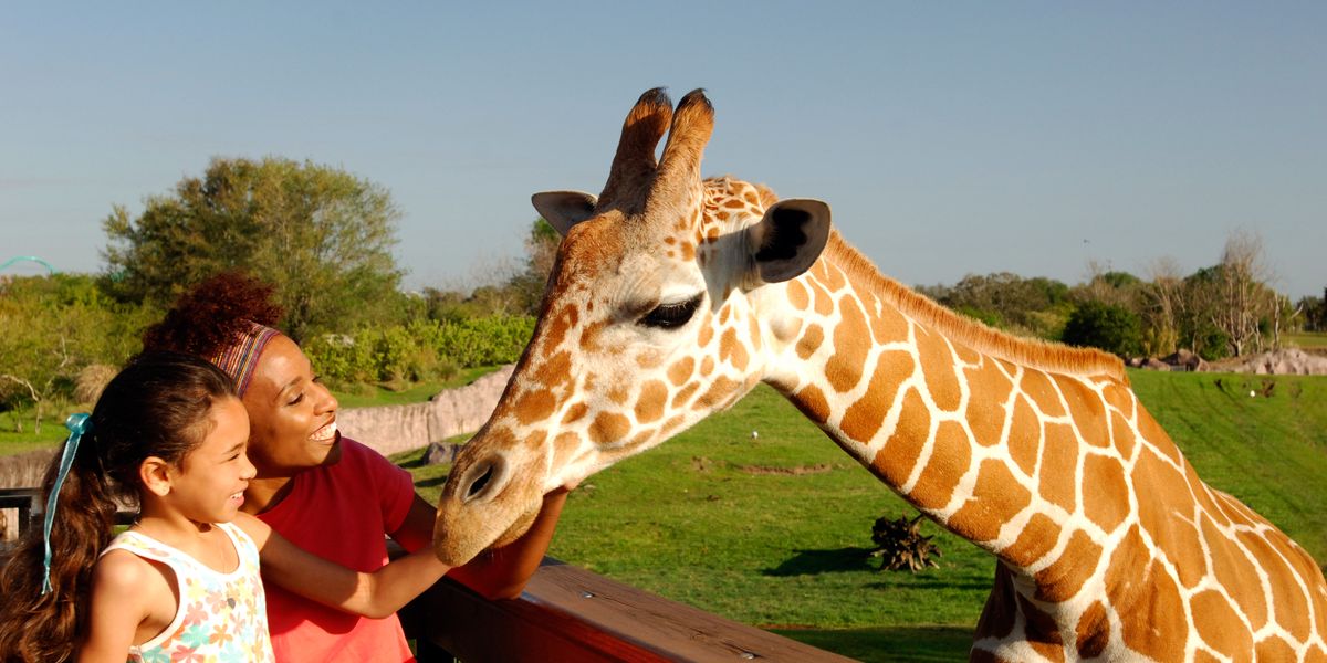Busch Gardens - Tampa - Florida - Doets Reizen