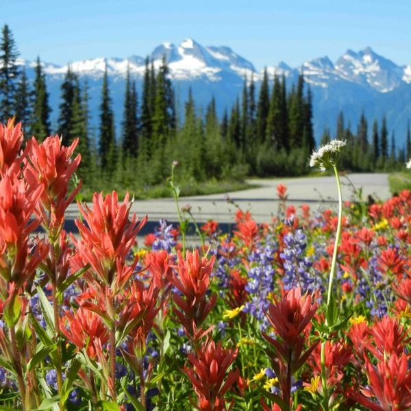 Mount Revelstoke National - British Columbia - Canada - Doets Reizen