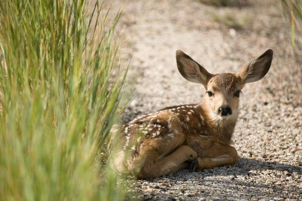 De Rockies - Wyoming - Amerika - Doets Reizen