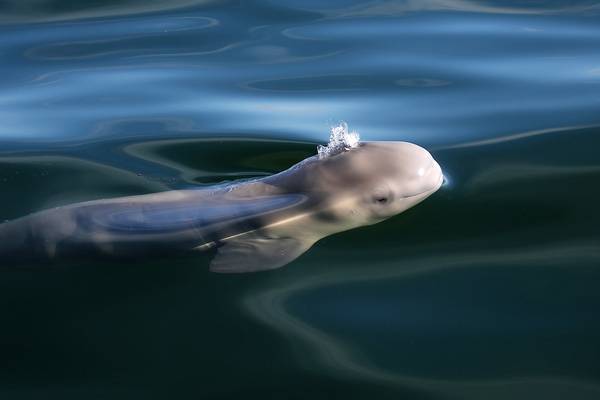 Beluga Churchill - Manitoba - Canada - Doets Reizen