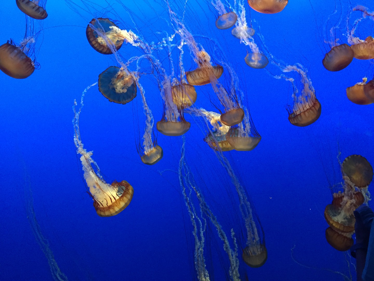 Monterey - California - Amerika - Doets Reizen
