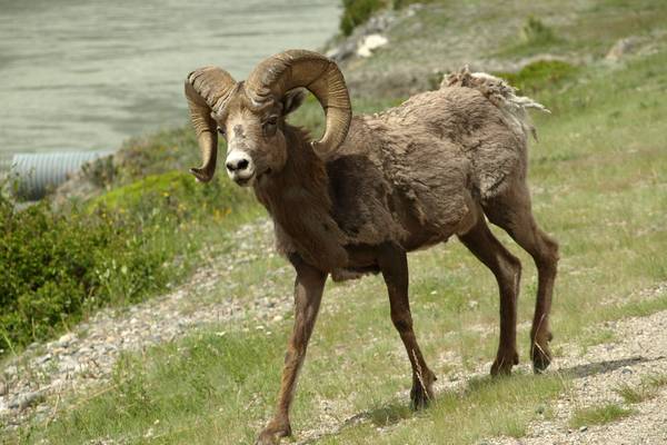 Jasper National Park Wildlife - Alberta - Canada - Doets Reizen